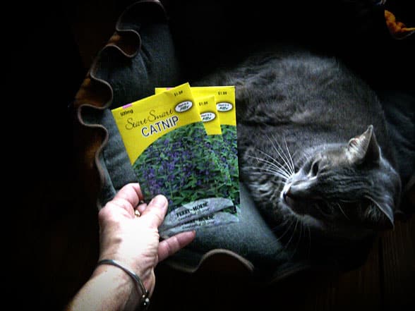 catnip for cats