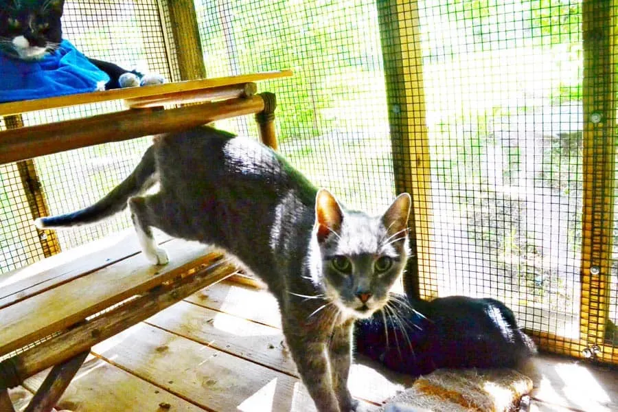 catio-lucky-linus-inca