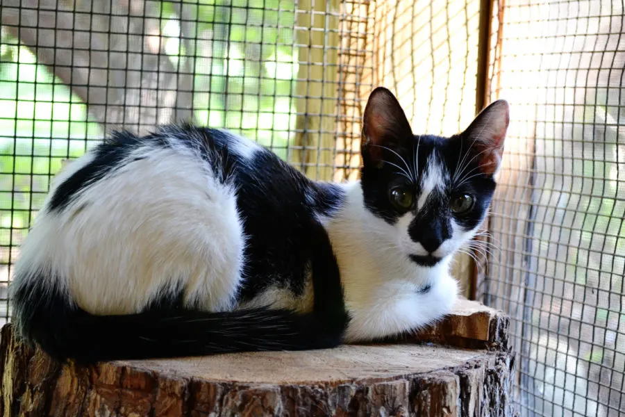 ochi-catio