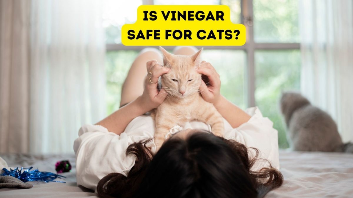 Is Vinegar Safe for Cats? 5 Ways to Use Vinegar in Your Cat Home