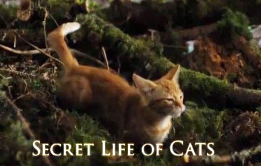 Secret-life-of-cats