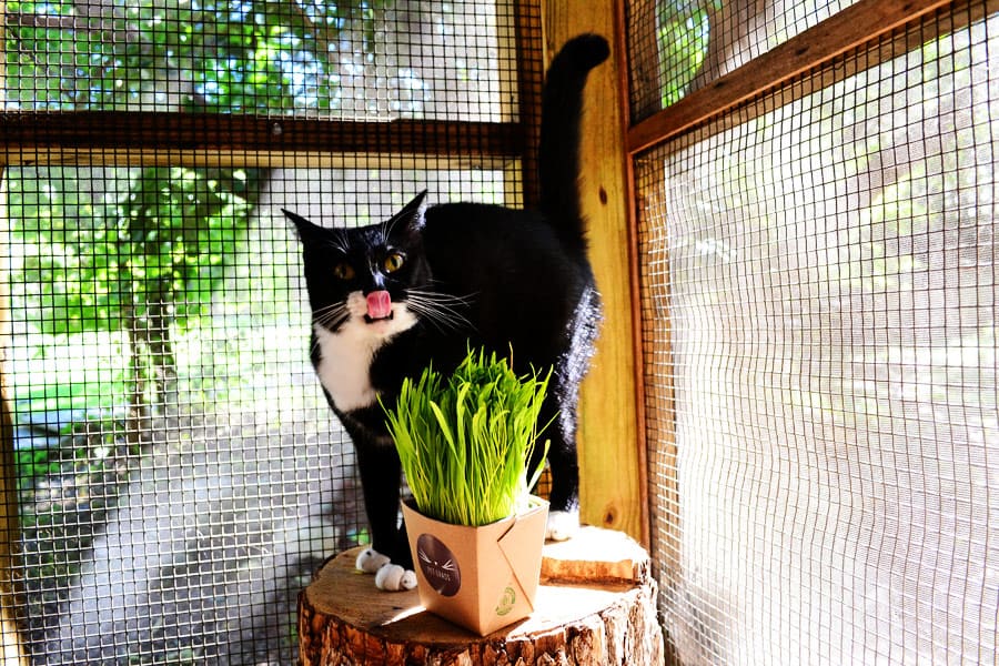 Enriching Your Cat s  Environment with PetGrass CatTipper