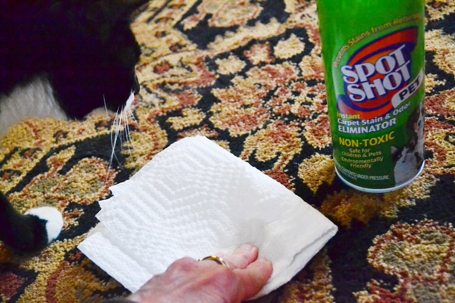 Cleaning Pet Stains: Spot Shot Pet Review - CatTipper Cat Blog