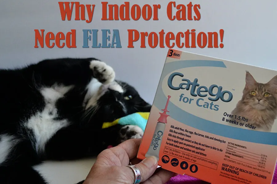 Catego flea & outlet tick treatment for cats