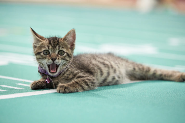 Kitten Bowl VII is Coming! - CatTipper