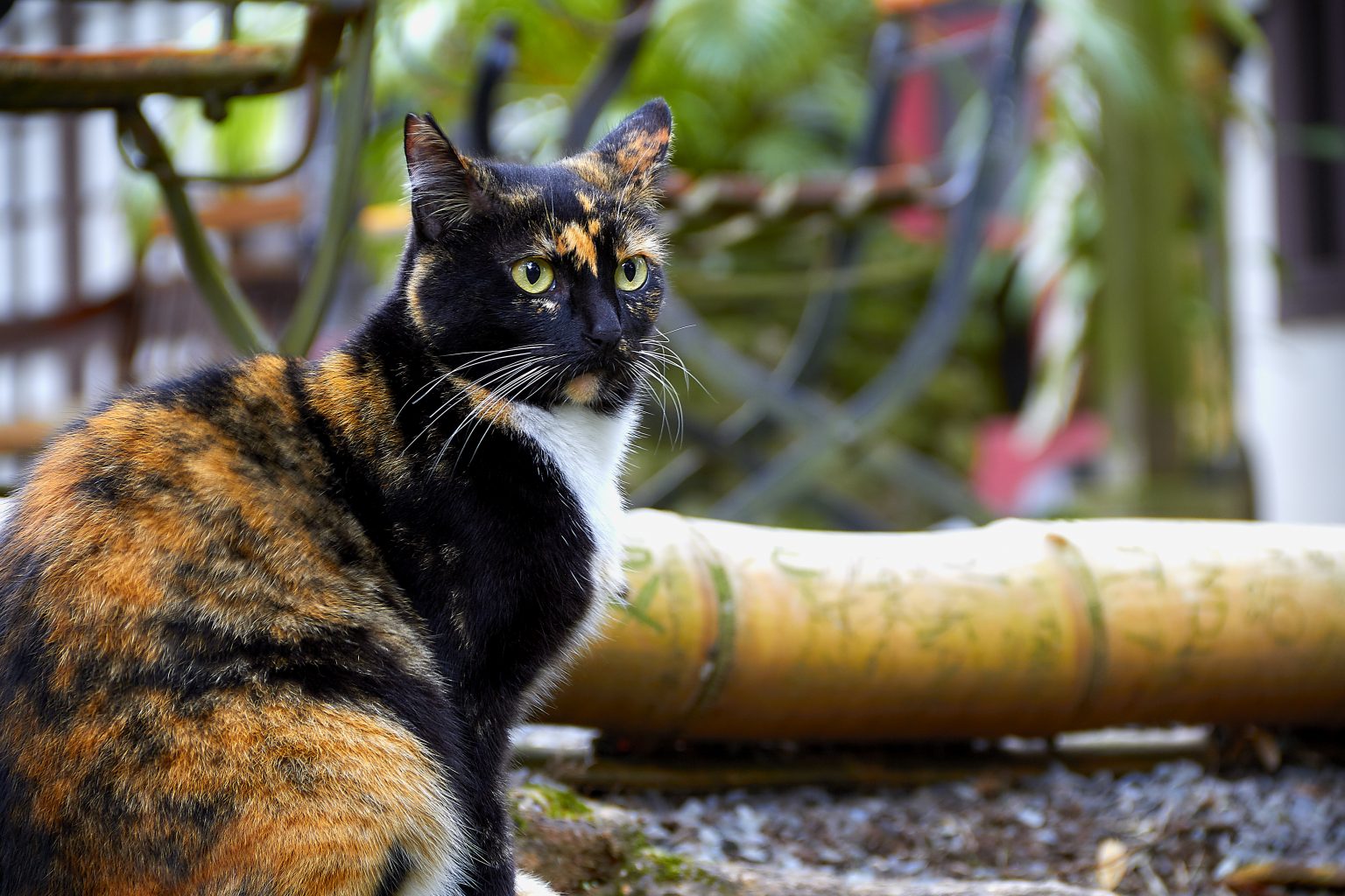 how-to-help-feral-cats-during-winter-weather