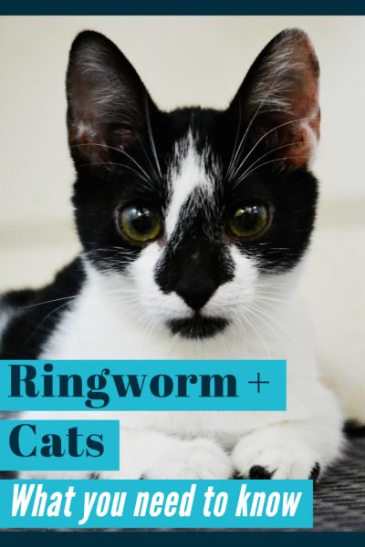 Ringworm in Cats: Identifying, Disinfecting and Treating