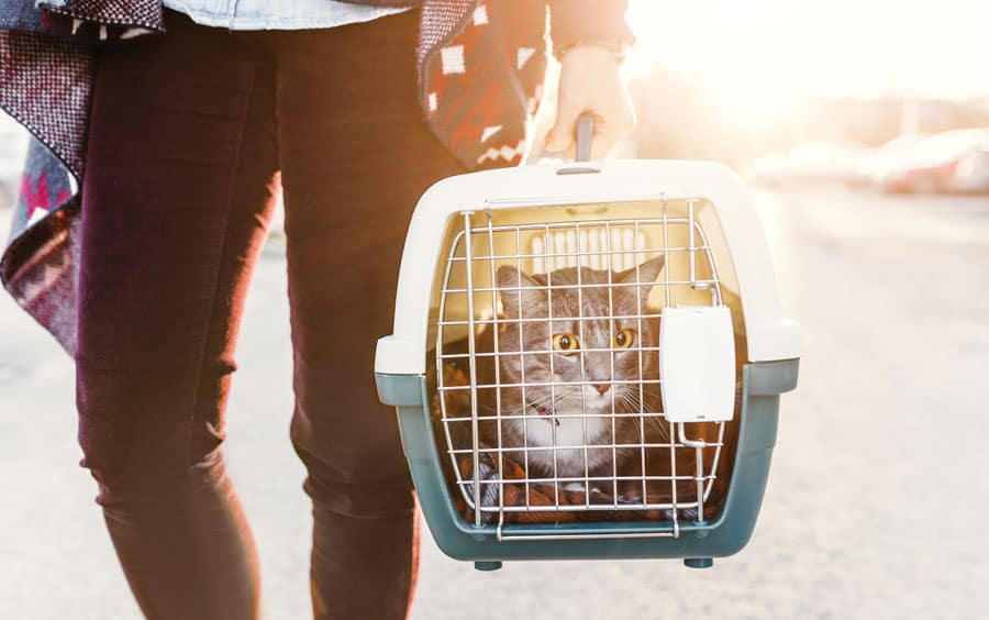 Diy emergency hotsell cat carrier