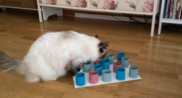 diy cat puzzle