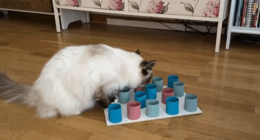 DIY Cat Treat Dispenser - Upcycled Free Cat Toy