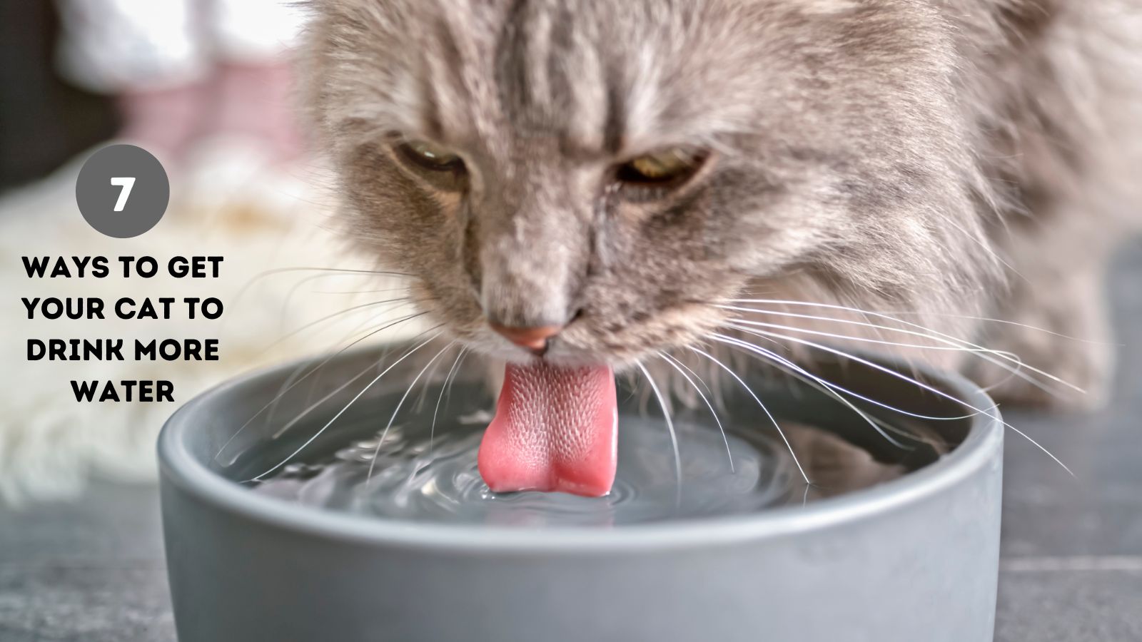 Get cat sale to drink water