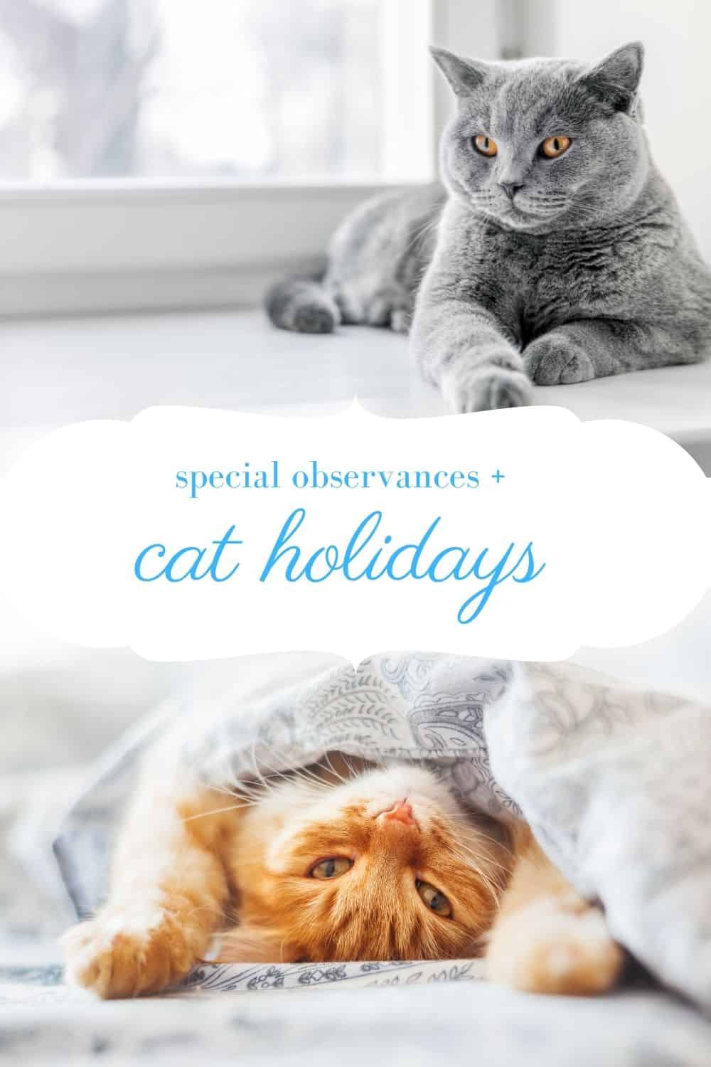 2024 Cat Holidays & Special Observances 175 Holidays to Make You Purr!