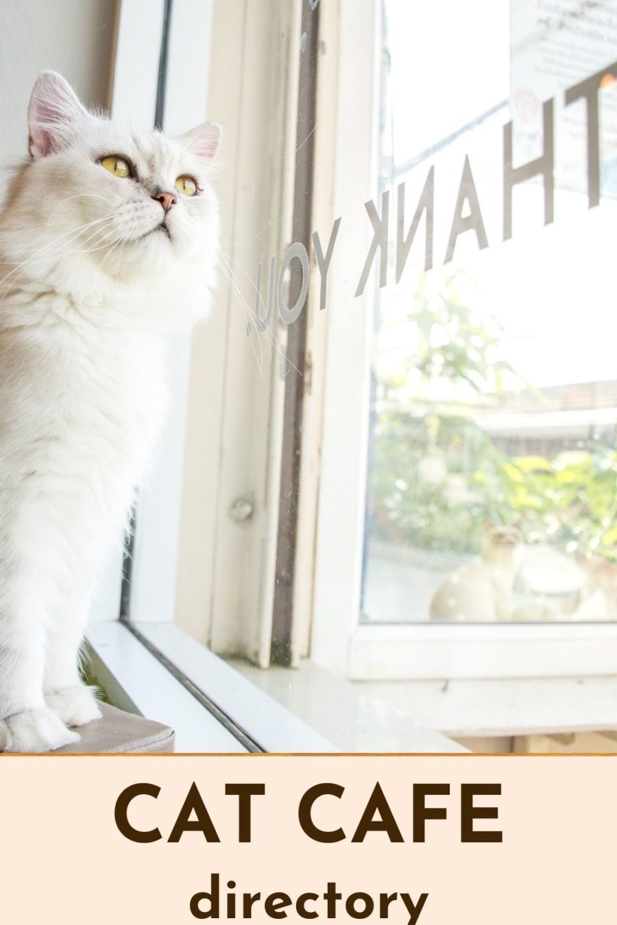 Bloomington cat café opens for business, pet fostering