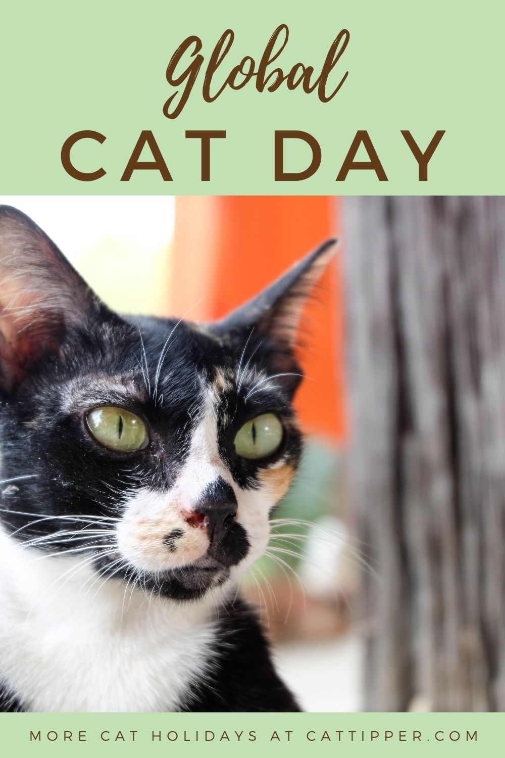 Global Cat Day {A Day to Honor Community Cats!}
