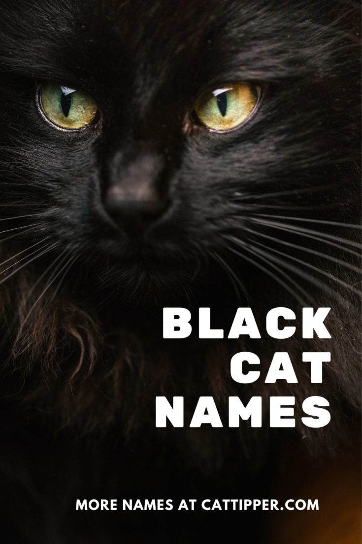 210+ Black Cat Names {And Meanings}