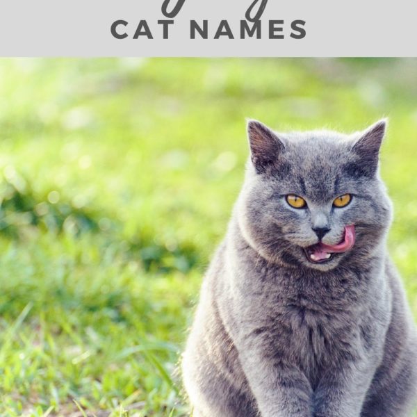 Disney Cat Names & Their Meanings - CatTipper