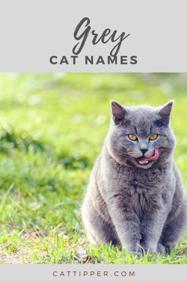 65+ Grey Cat Names {and their meanings}