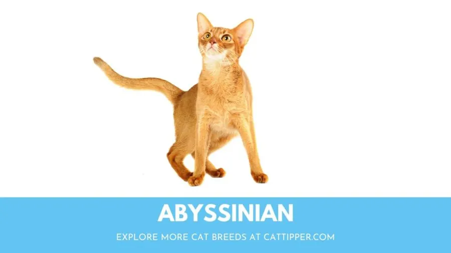 Cat breeds starting with 2024 s