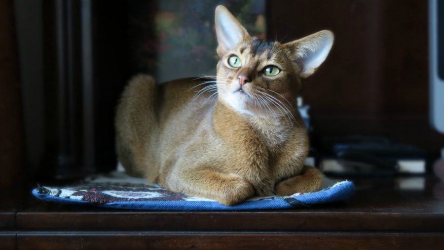 Abys - abyssinian cat