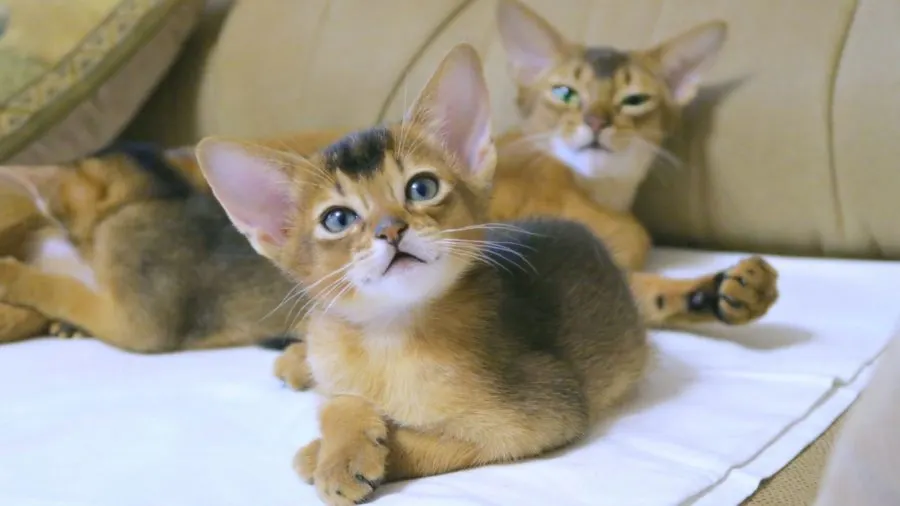 abyssinian kittens