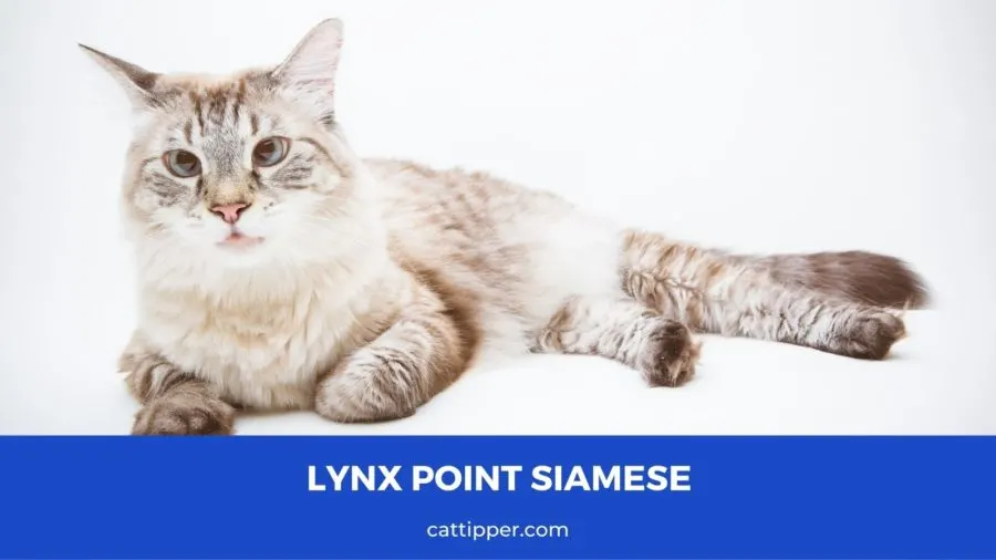 lynx point siamese cats