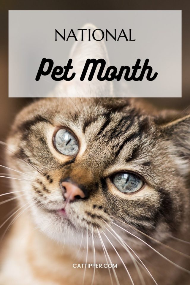 Celebrate National Pet Month with Your Cat