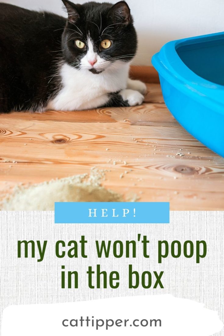 Is Your Cat Pooping Outside the Litterbox?