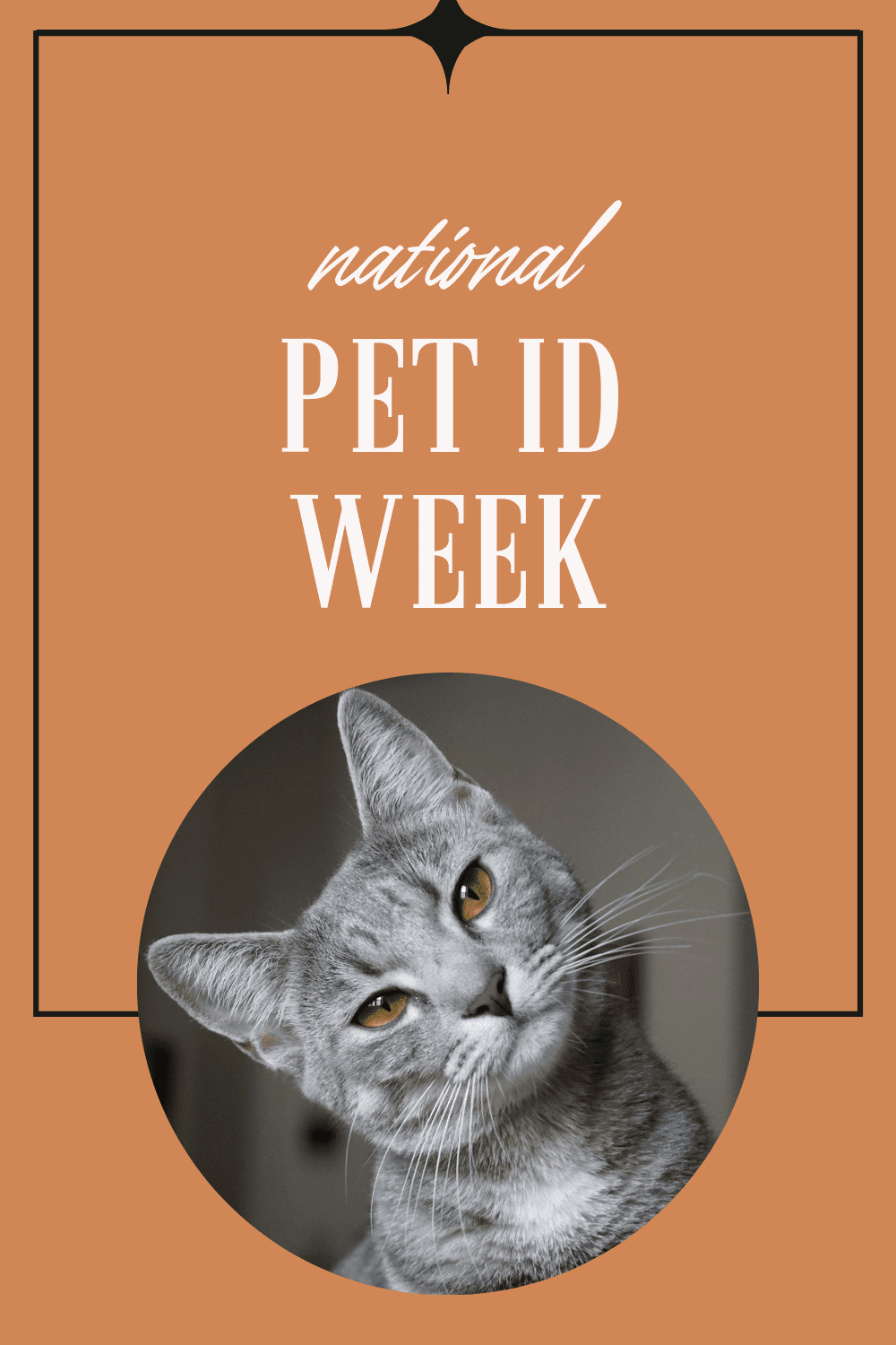 National Pet ID Week CatTipper Cat Blog