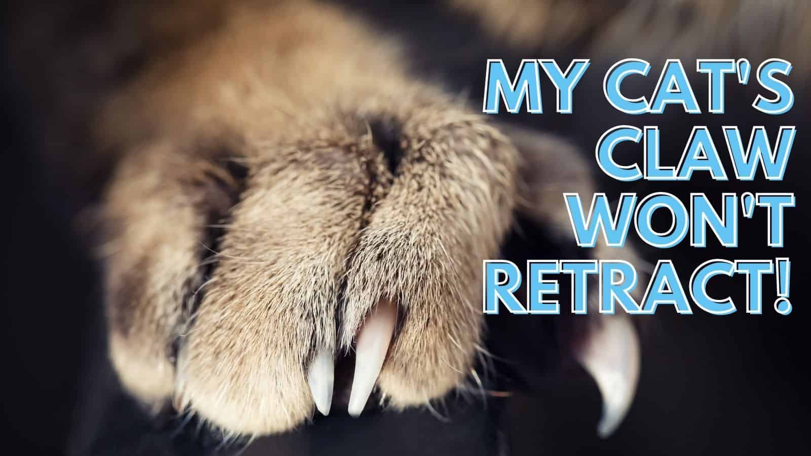 My Cat's Claws Won't Retract {Veterinarian Advice}