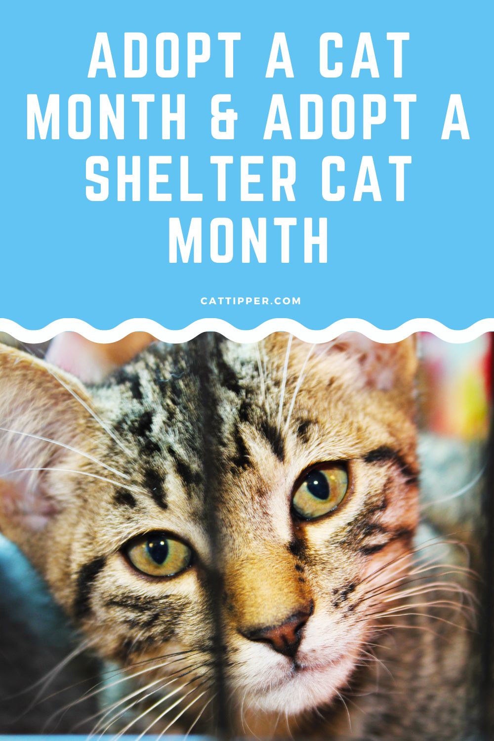 June Is Adopt A Cat Month And Adopt A Shelter Cat Month