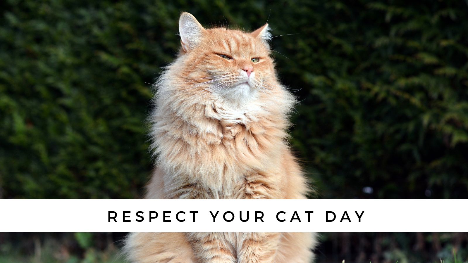 Respect Your Cat Day 4 Ways to Celebrate!