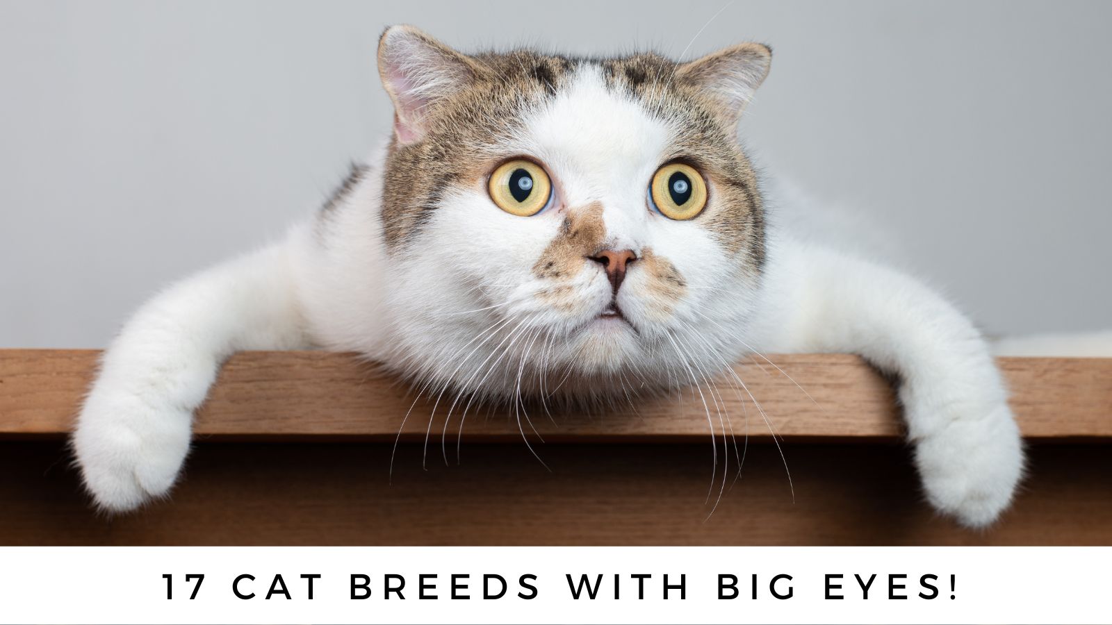 Cat breeds: Top Seven Cat Breeds: See List