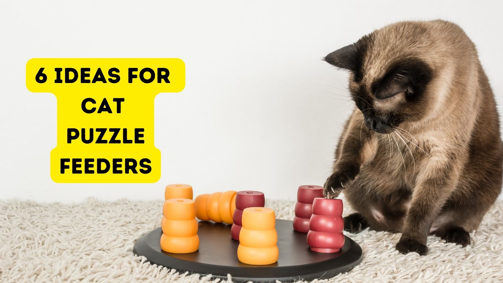 5 Awesome DIY Puzzle Games: Turn Your Cat's Food and Treats into Toys!