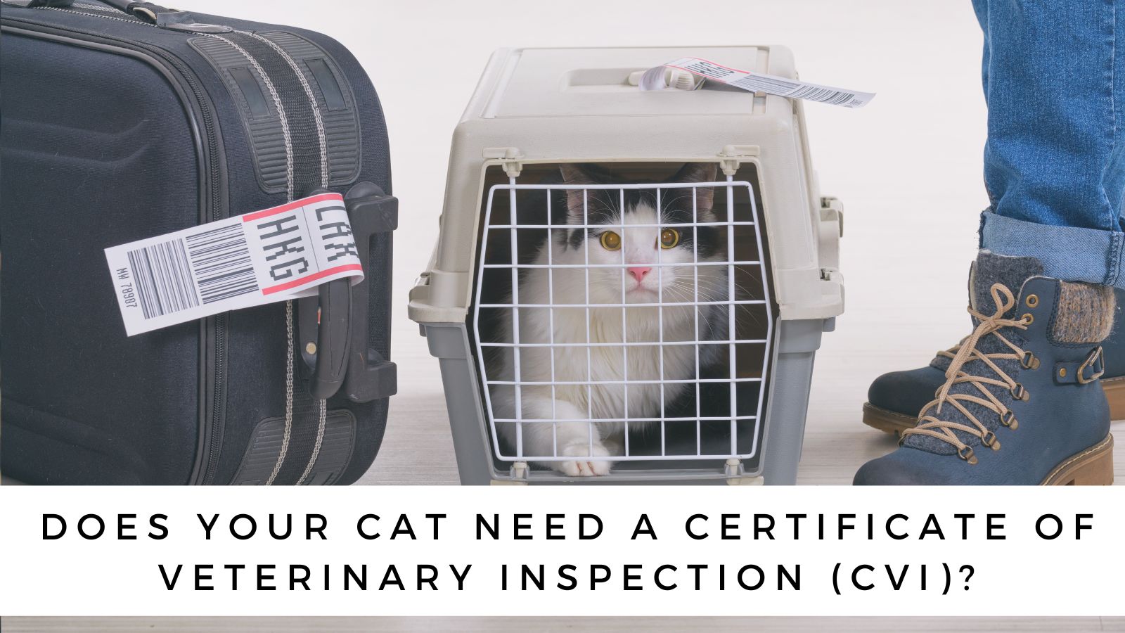 How to Obtain a Certificate of Veterinary Inspection (CVI)