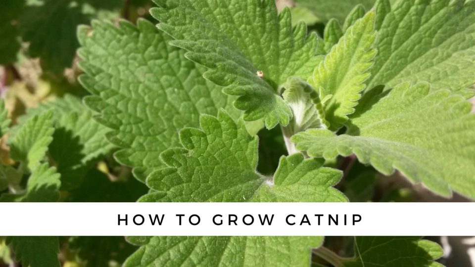 What is Catnip? How to Grow Catnip for Your Cat!