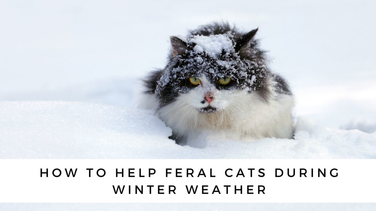 How to Help Feral Cats During Winter Weather