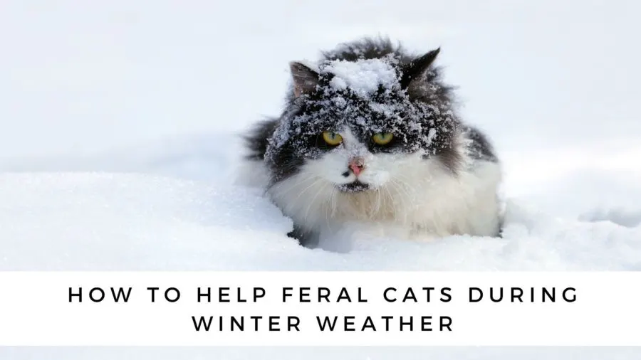https://www.cattipper.com/wp-content/uploads/2022/08/how-to-help-feral-cats-during-winter-weather-900x506.jpg.webp