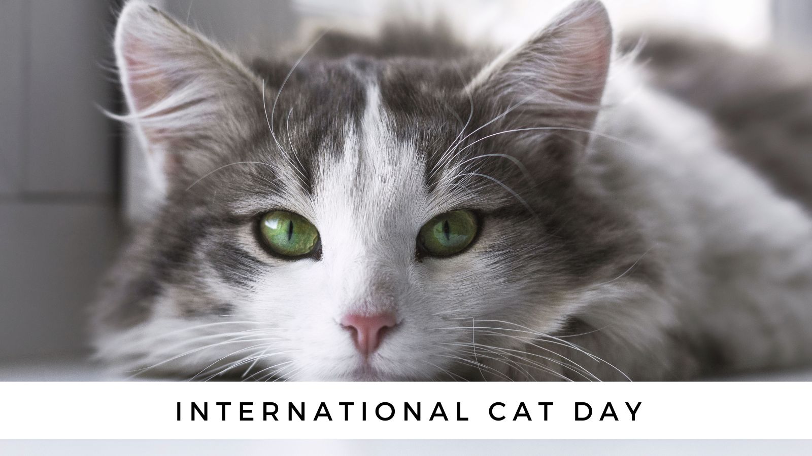 Celebrating International Cat Day: Fun Ways to Spoil Your Cat - Outdoor adventures and safe exploration