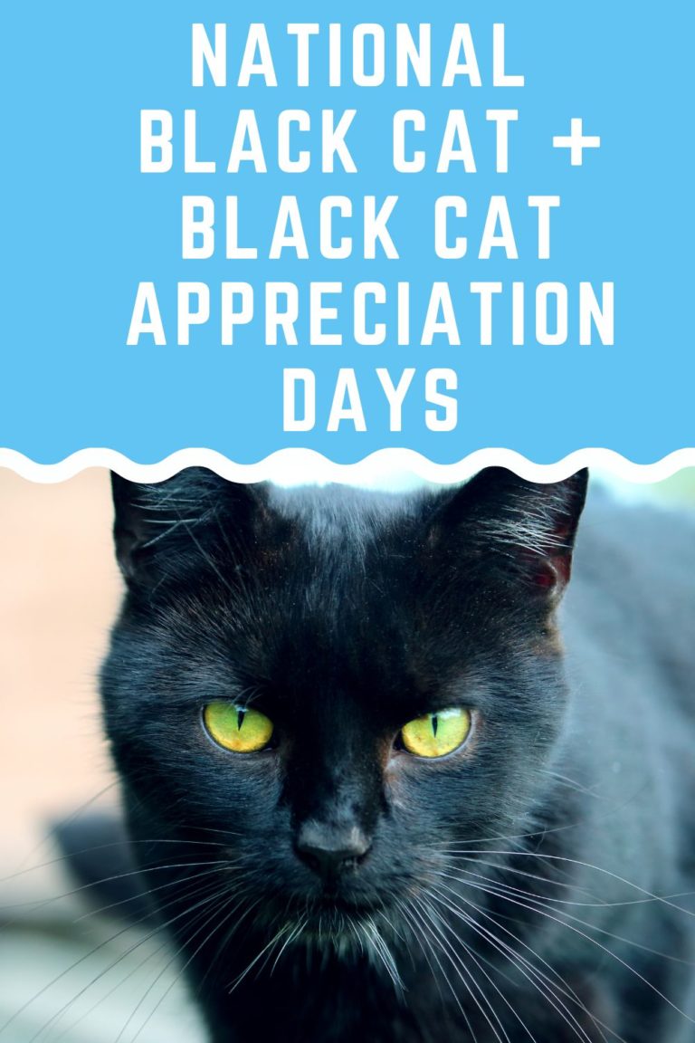 National Black Cat Day & National Black Cat Appreciation Day