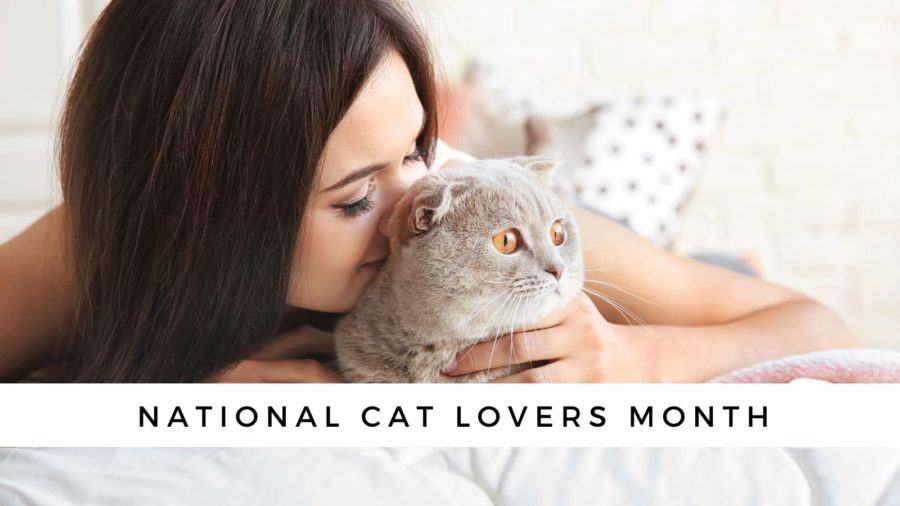 National Cat Lovers' Month - PetCareSupplies Blog