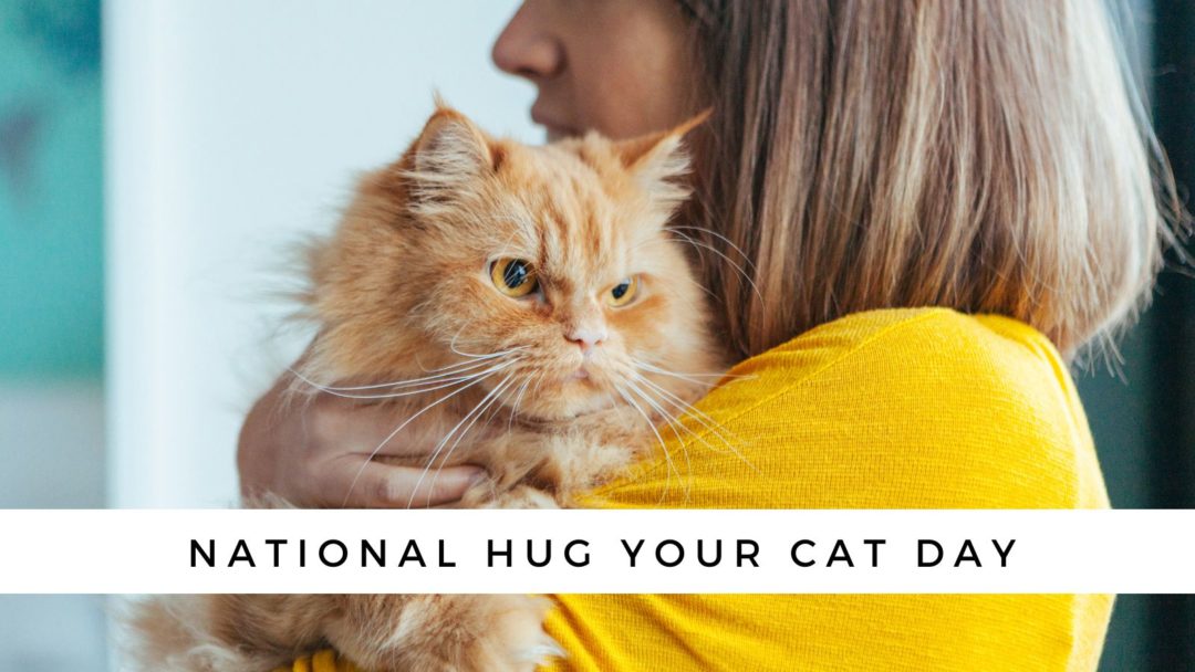 Hug Your Cat Day