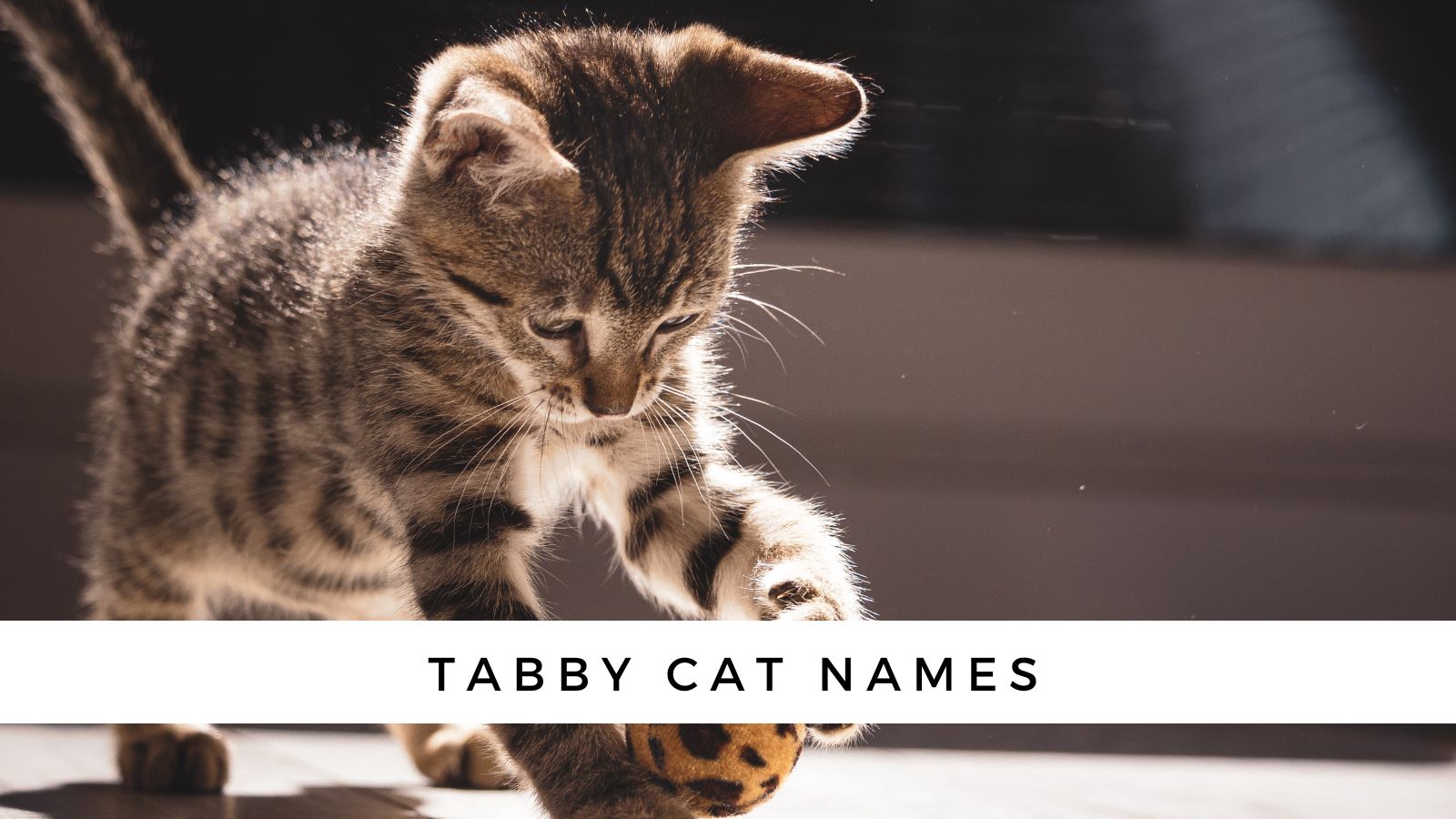 180 Tabby Cat Names