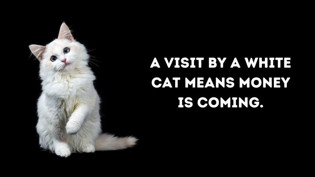 110+ Cat Superstitions Around The World