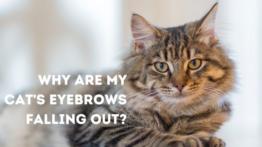 Why are my cat’s eyebrows falling out?