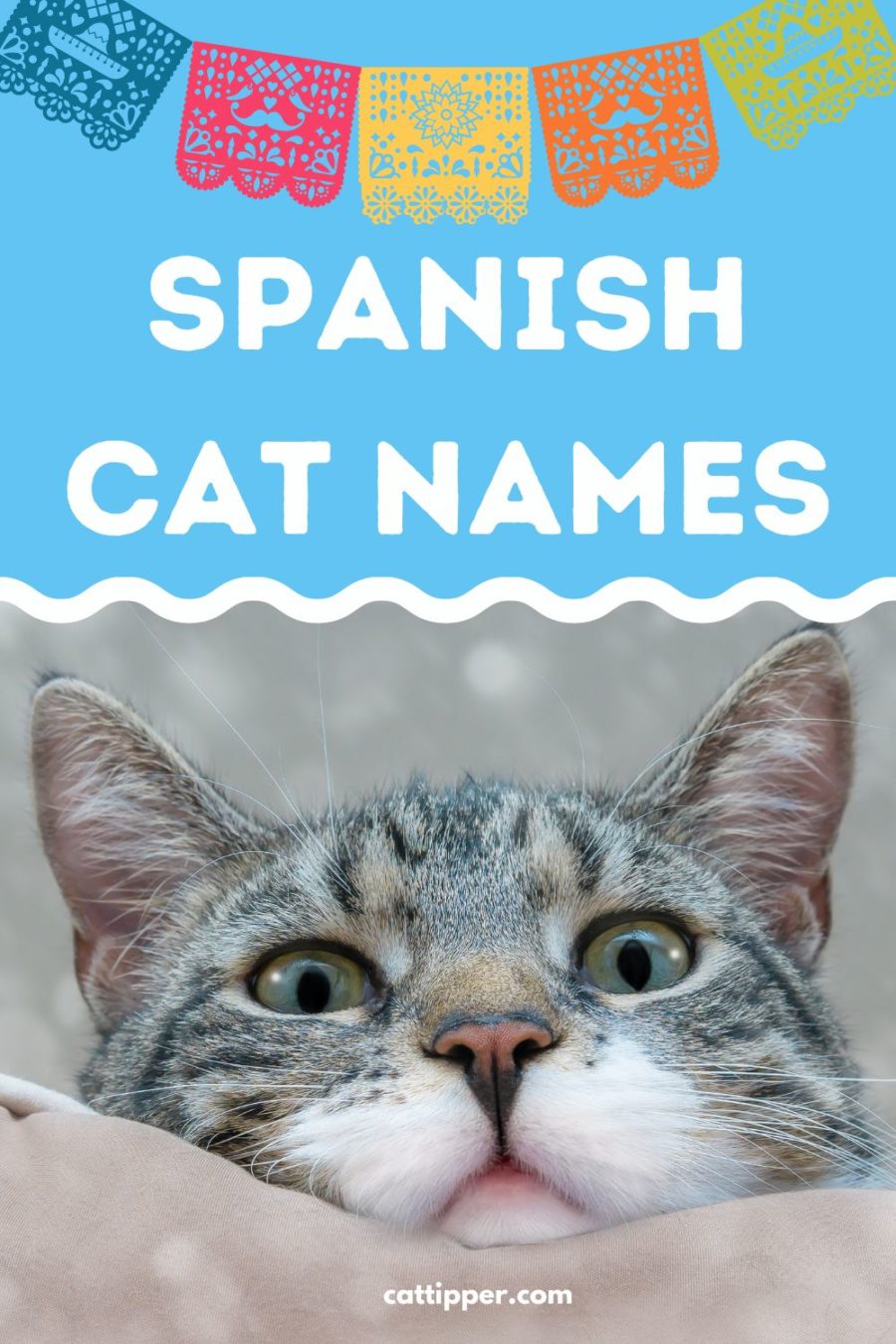 Purr fecto Spanish Cat Names Mexican Cat Names