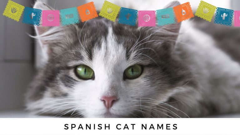 purr-fecto-spanish-cat-names-mexican-cat-names