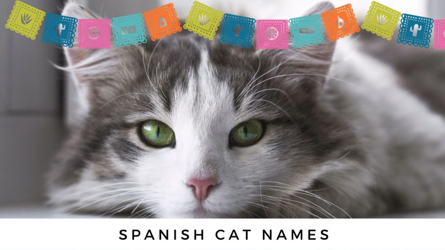 Purr fecto Spanish Cat Names Mexican Cat Names