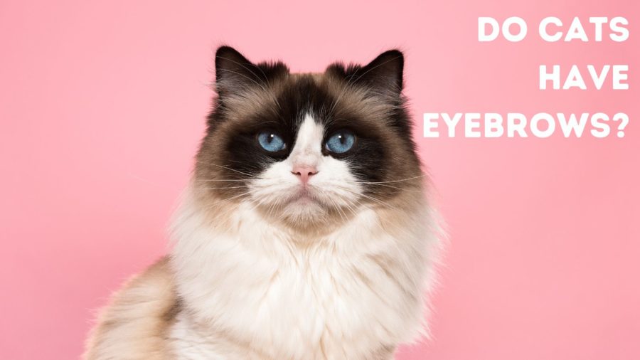 Cat Eyebrows: Are there really eyebrows on cats?