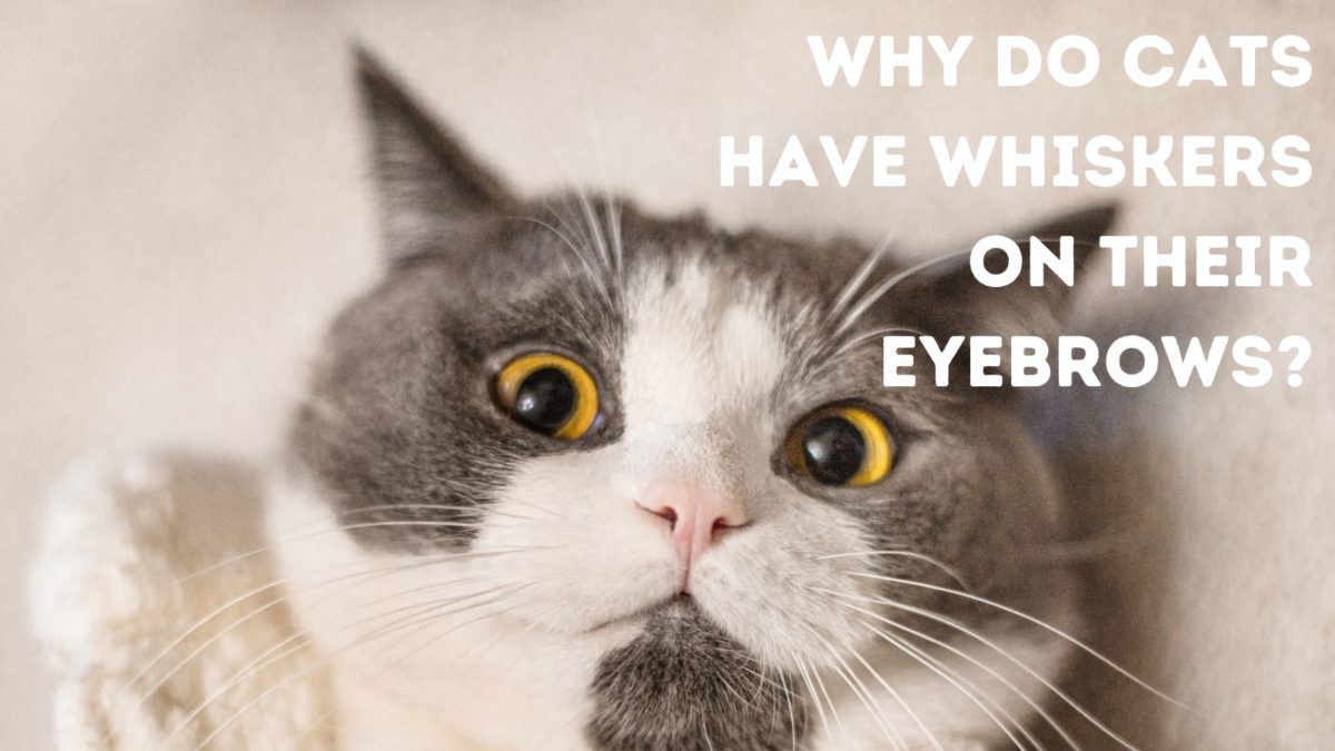 cat-eyebrows-are-there-really-eyebrows-on-cats