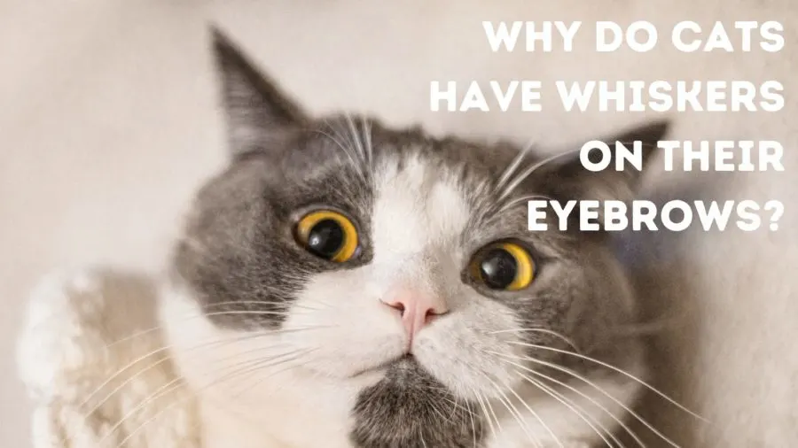 Why do cats have whiskers on their eyebrows?